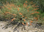 Sphaeralcea ambigua 'Louis Hamilton'