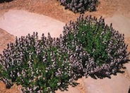 Teucrium chamaedrys 'Prostratum'