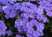 Verbena X hybrida