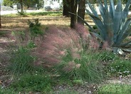 Muhlenbergia capillaris