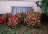 Nandina domestica 'Compacta'