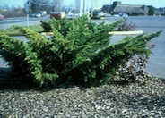 Juniperus chinensis 'Pfitzeriana'