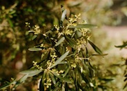 Olea europaea 'Majestic Beauty'