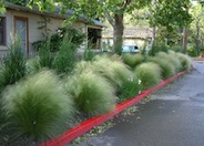 Mexican or Texas Needle Grass