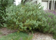 Feijoa sellowiana