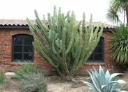 Cereus hildemannianus