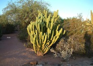 Myrtillocactus geometrizans