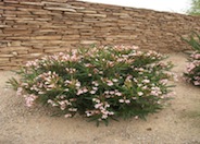 Nerium oleander 'Petite Pink'