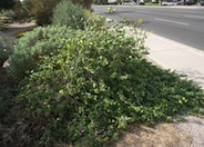 Gossypium harknessii