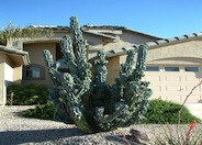 Lophocereus schotti 'Monstrose'