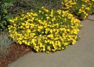 Oenothera stubbei