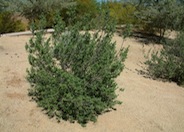 Leucophyllum frutescens 'Green Cloud'