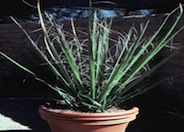 Hesperaloe funifera