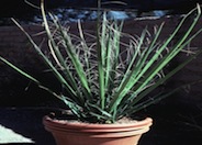 Hesperaloe funifera