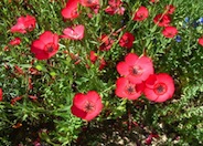 Linum grandiflorum 'Rubrum'