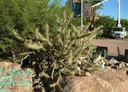 Cylindropuntia acanthocarpa