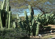 Mexican Fencepost