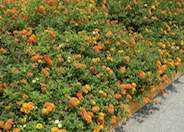 Lantana 'Gold Mound'