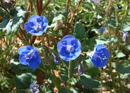 Phacelia companularia