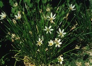 Zephyranthes candida