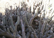 Spruce Cones