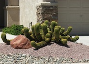 Echinopsis candicans