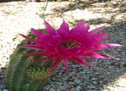 Echinopsis huascha
