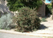 Eremophila maculata