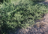 Spreading Acacia 'Desert Carpet'