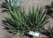 Agave X arizonica