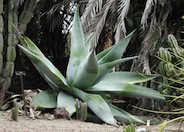 Agave guiengola