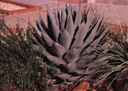 Agave harvardiana