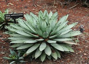 Agave macroacantha