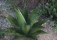 Agave montana