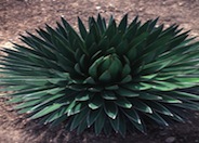 Agave ocahui