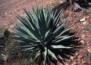 Agave palmeri