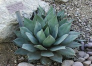 Agave parryi v. huachucensis