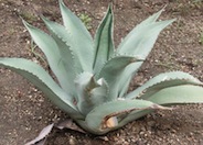 Agave scabra