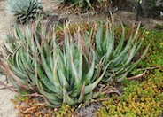 Aloe cryptopoda