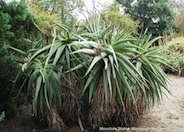 Aloe speciosa