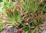 Aloe spectabilis