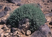 Ambrosia dumosa