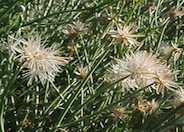 Bebbia juncea