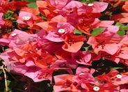 Bougainvillea X 'Rosenka'