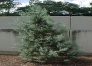 Cupressus arizonica 'Blue Ice'