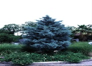 Cupressus arizonica compacta