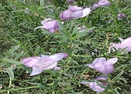 Summertime Blue Eremophila