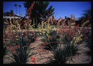 Hesperaloe parviflora 'Duet'