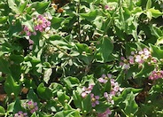 Malpighia glabra Mariquita