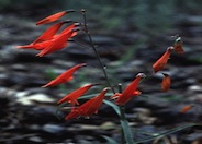 Penstemon barbatus